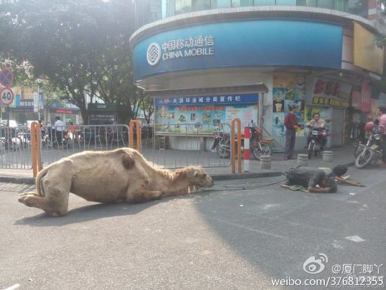 广州佛山大沥环运成惊现骆驼乞讨。
