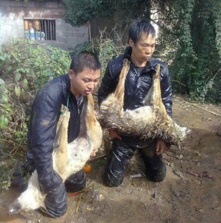 村民让偷狗贼抱着被毒死的狗示众