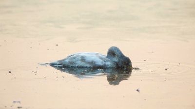 可以看到，冒起嘟嘟的水泡。