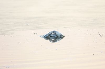 最终小天鹅静止在湖面逝去……