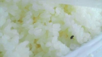 ▲盒饭中的米饭上有芝麻状的黑色小虫。乘客陆先生供图 