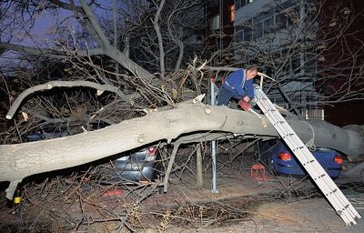 工作人员正在将倒下的大树锯断。昨天下午，大风袭击京城。当天下午5点左右，海淀区蓟门里小区内，两棵并排的老泡桐树被大风连根拔起，砸中停放在树下的两辆轿车，并阻断了小区道路。　京华时报记者赵思衡摄