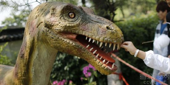 游客动手拔恐龙牙齿