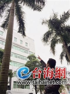 这就是“肇事”的大王椰树
