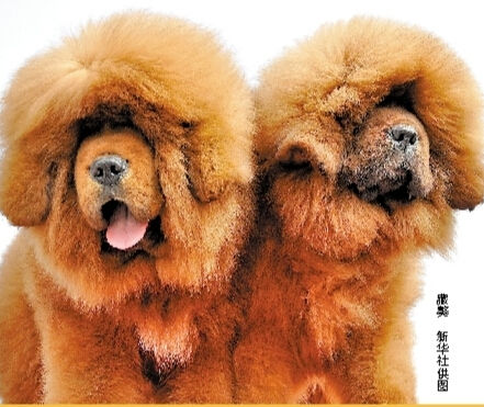 藏獒 新华社供图