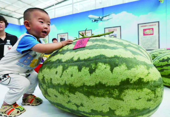 西瓜节现167斤重型西瓜 瓜皮厚2厘米(图)