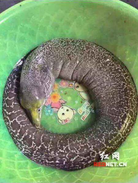 浏阳龙伏镇村民钓鱼时钓上来的怪鱼