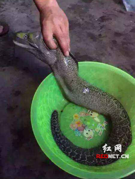 浏阳龙伏镇村民钓鱼时钓上来的怪鱼