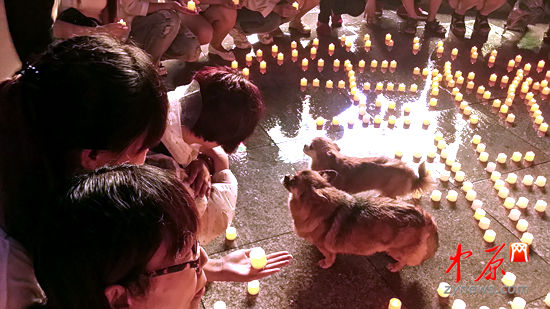 爱狗人士和他们救助的流浪狗