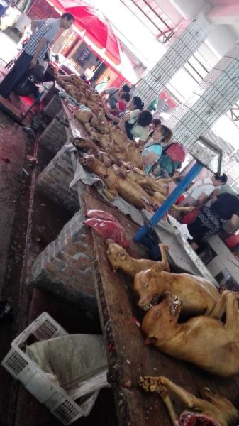 玉林狗肉市场摊户搬进新摊位