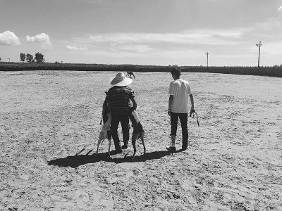 两只狗竞赛，谁先抓到兔子谁获胜