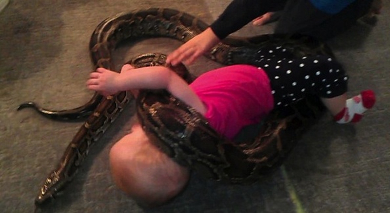 美国男子请4米巨蟒看护1岁幼女