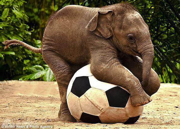 萌死人不偿命:你见过象宝宝的生活照吗?