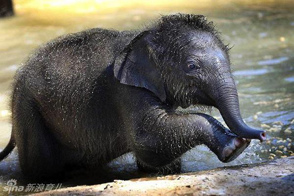 世界上最小的大象图片