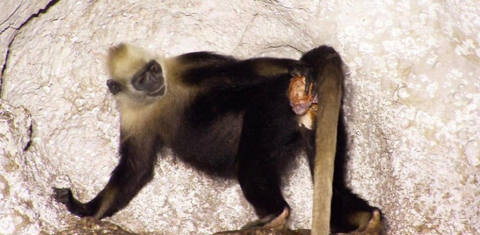 老年雌猴帮年轻野生猴子分娩
