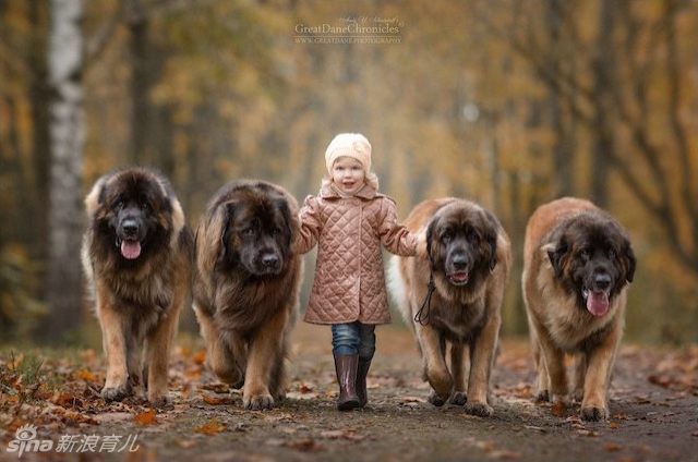小孩与大汪"的系列作品,孩子都1-5岁左右,而他们家的宠物都是巨型犬