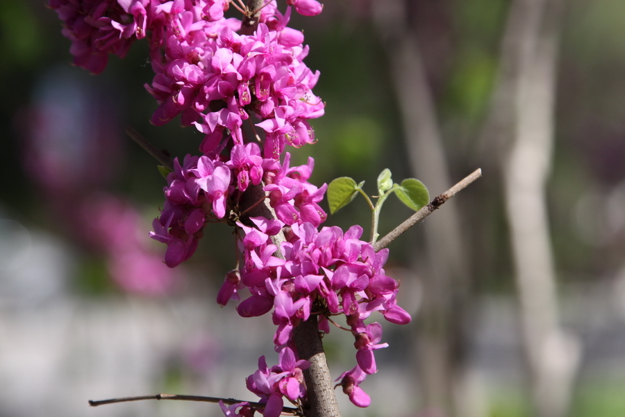 高清组图清华大学百年校庆之校园风光紫荆花