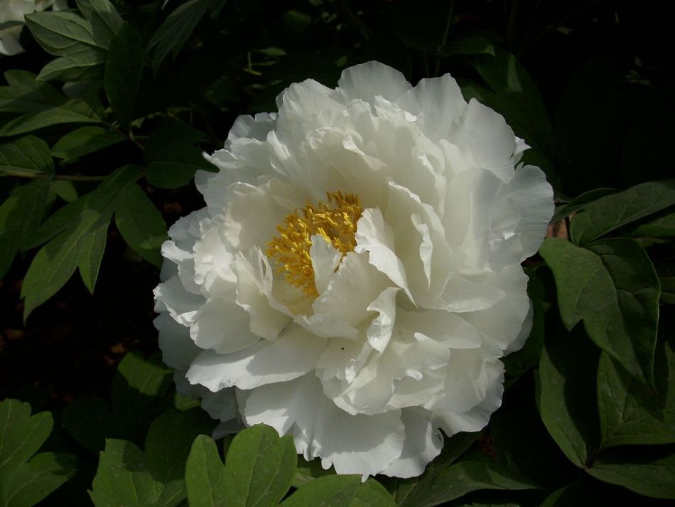 第28届洛阳牡丹花会——牡丹游·网上大观园 > 4月27日:白王狮子