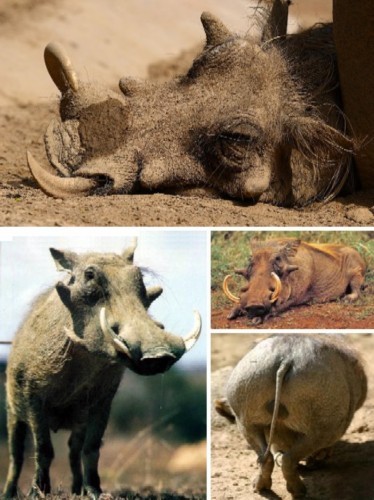 世界上最丑陋的13种动物