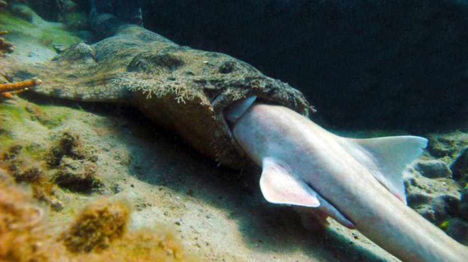 深海绒毛鲨图片
