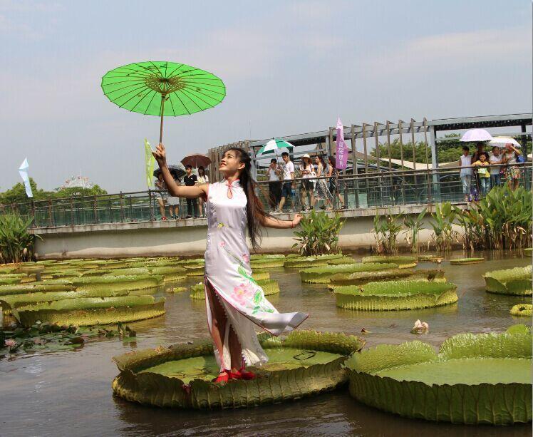 昨天,三水荷花世界举行王莲承重挑战赛,一片王莲叶成功挑战80公斤重量