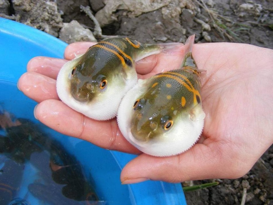 1克河豚毒液值30万美元