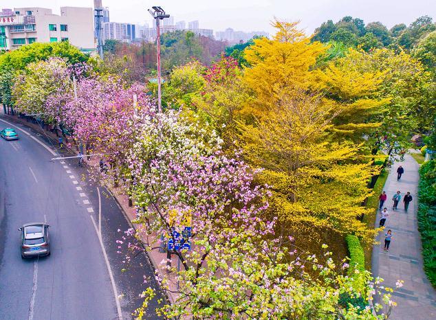 广州人民北路紫荆花怒放美如画