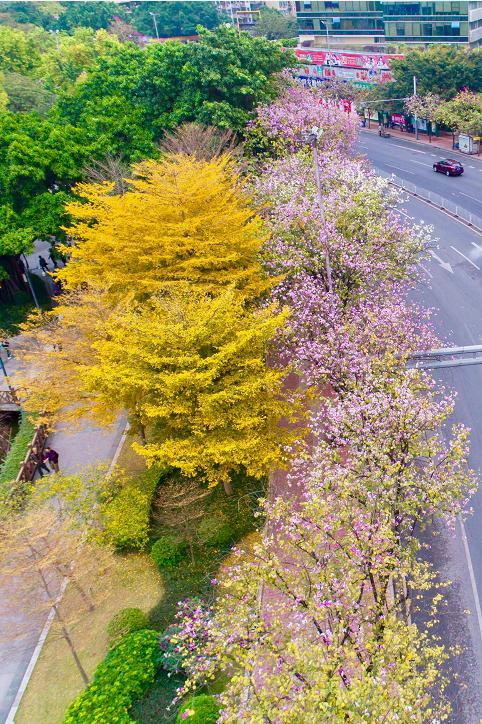 广州人民北路紫荆花怒放美如画