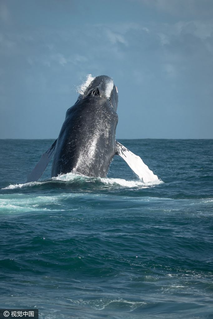 15吨重座头鲸垂直越出海面 似水下发射导弹