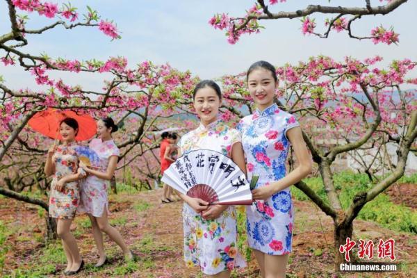 成都准空姐桃花园里旗袍秀 佳人与花两相宜