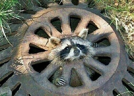 那些被卡住的动物们