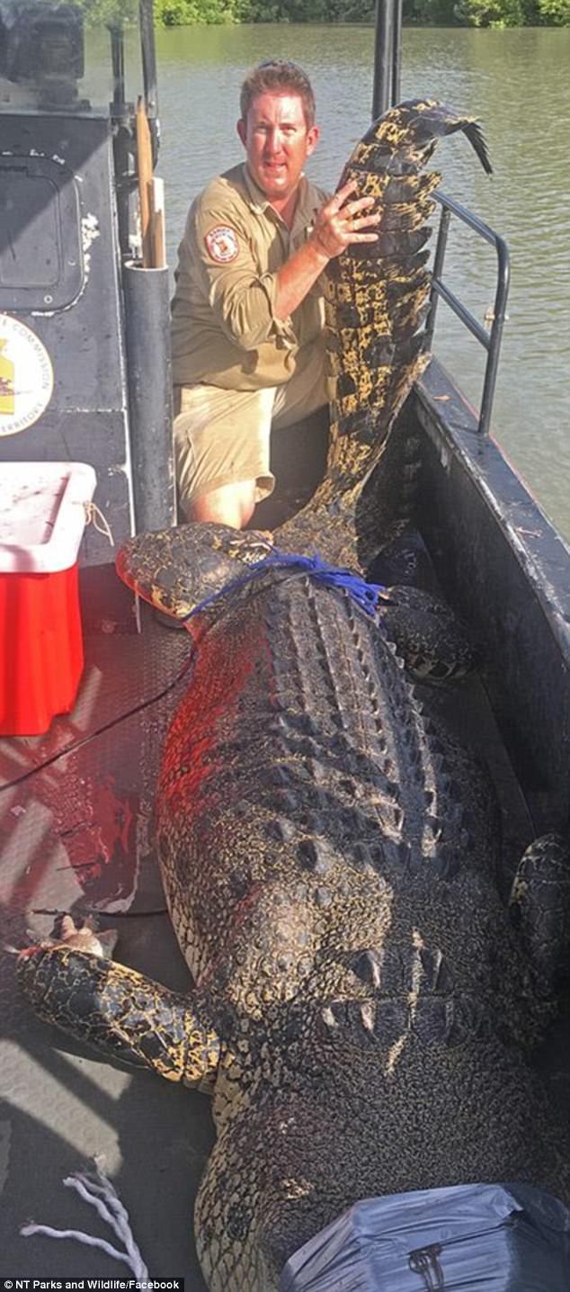 2米长咸水鳄:数量过于惊人