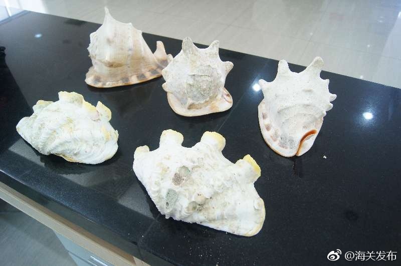 珠海:船员行李内藏砗磲与唐冠螺入境被查