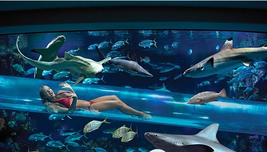 拉斯维加斯,golden nugget(金砖)酒店