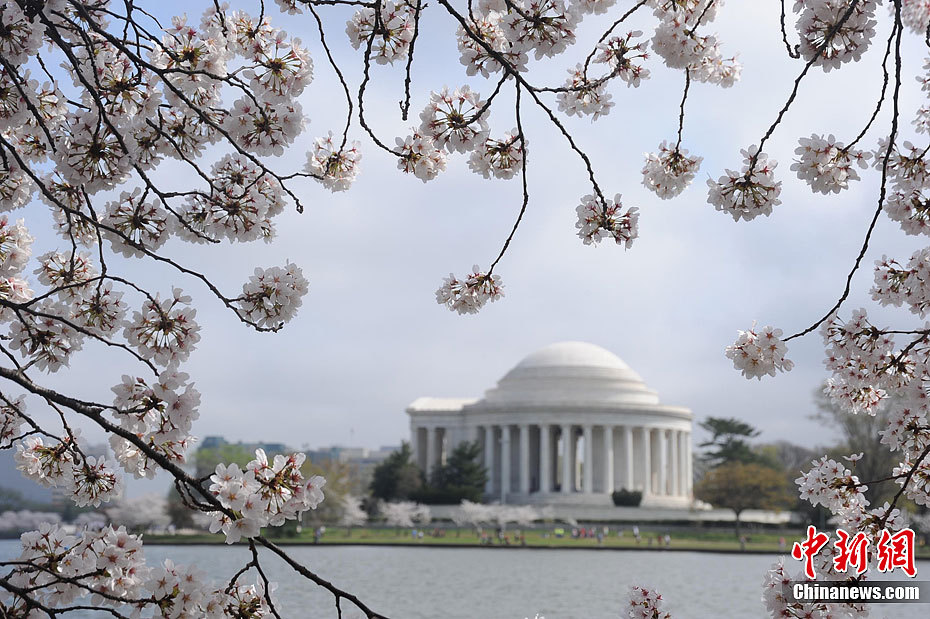 华盛顿樱花节百年庆开幕