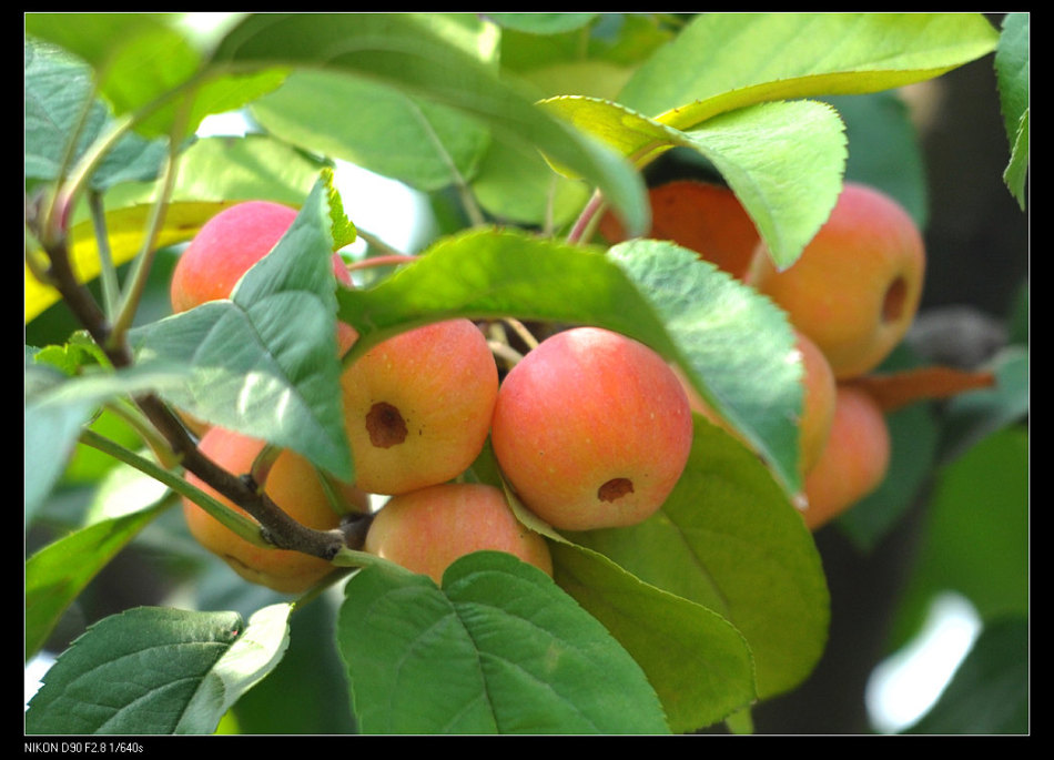 盆景长寿果 尚继汉