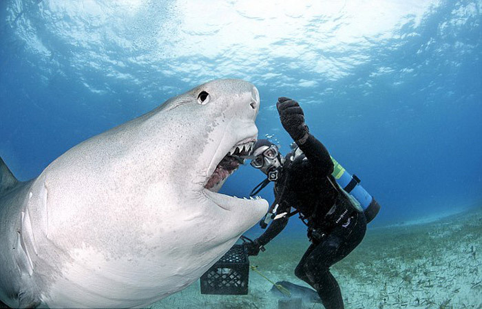 潜水员徒手喂食4米长虎鲨