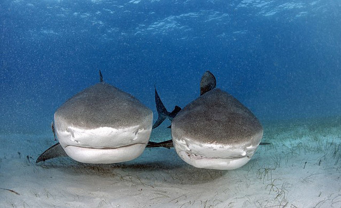潜水员徒手喂食4米长虎鲨