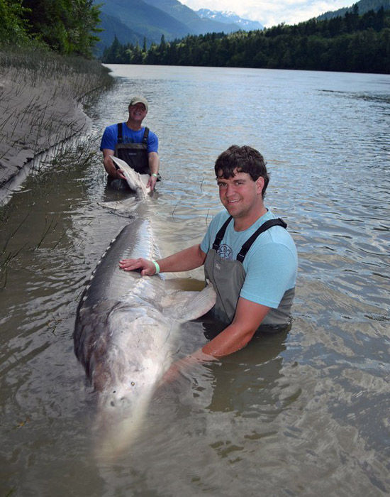 父子制服900磅白鲟鱼