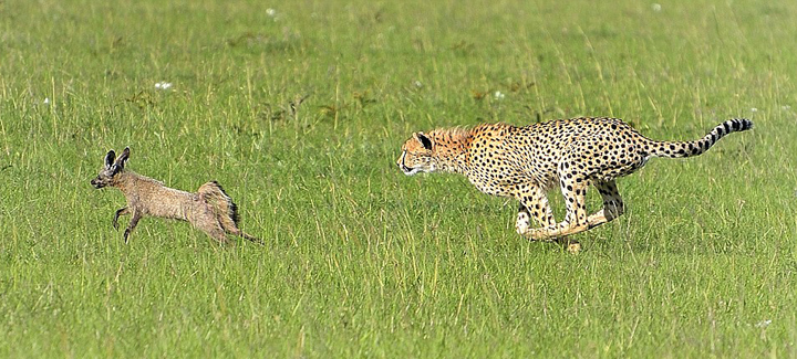 豹子正捕杀着猎物 突然遭猎物倒追猎豹胆怯,落荒而逃.