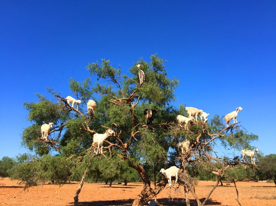 jpg,950x712,192kb,333_250摩洛哥 绝对罕见的 羊上树 奇景jpg,950x