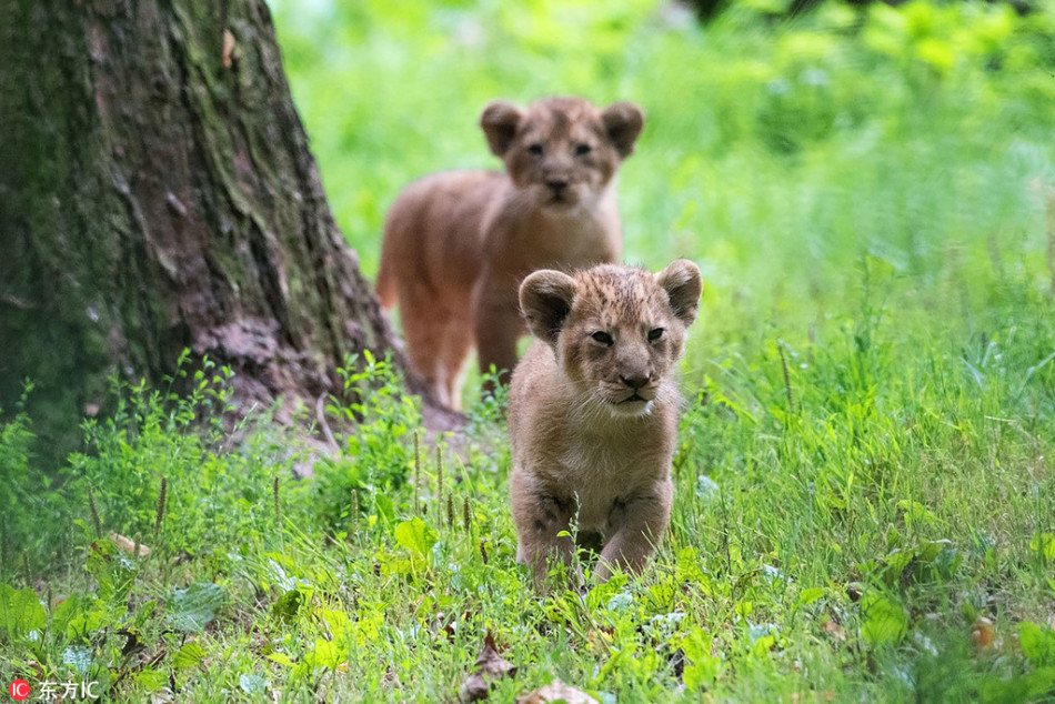 天冷小狮子互相拥抱取暖 呆萌可爱