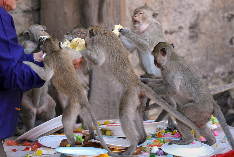 猴子在泰国猴节上撒欢戏耍_高清图集_新浪网