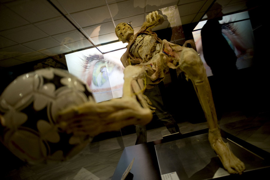 西班牙举办人体标本艺术展_高清图集_新浪网