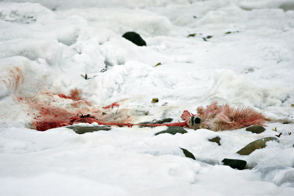 死亡小北极熊的残骸