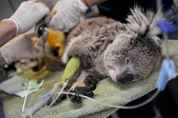 一只在澳大利亚山火中受伤的考拉