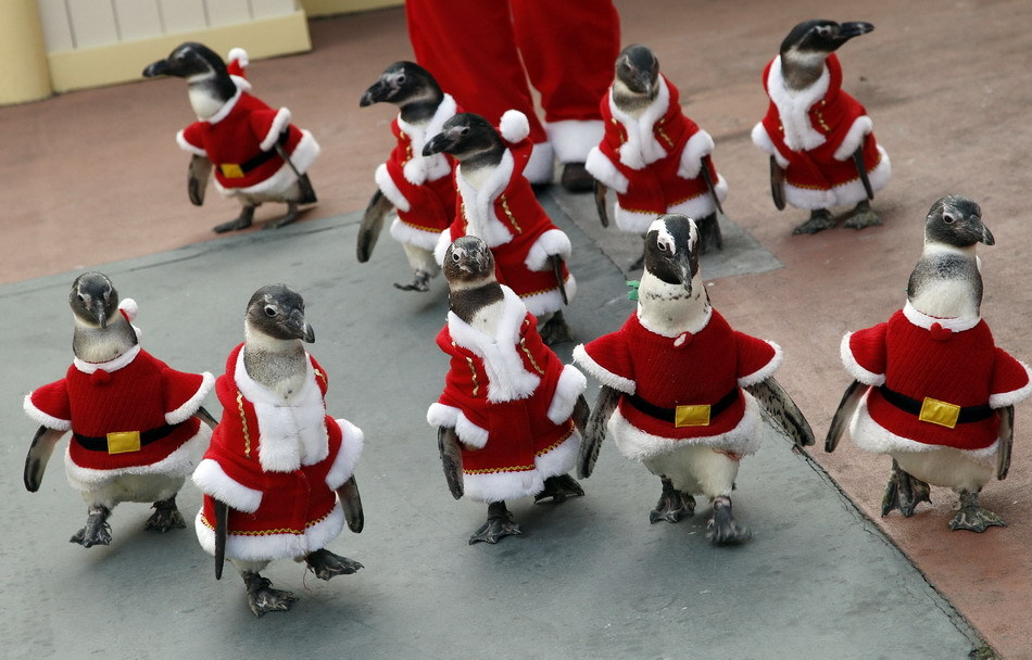 企鹅穿上圣诞老人装