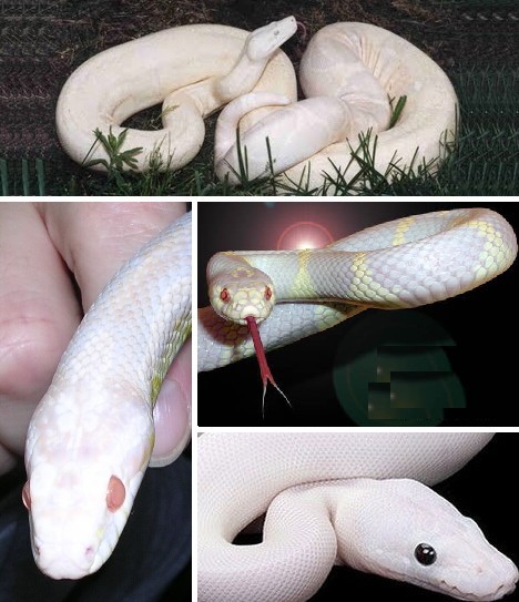 冷血动物化蛇图片