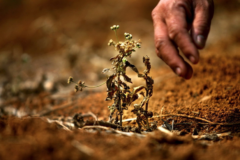 持续干旱使小草枯萎