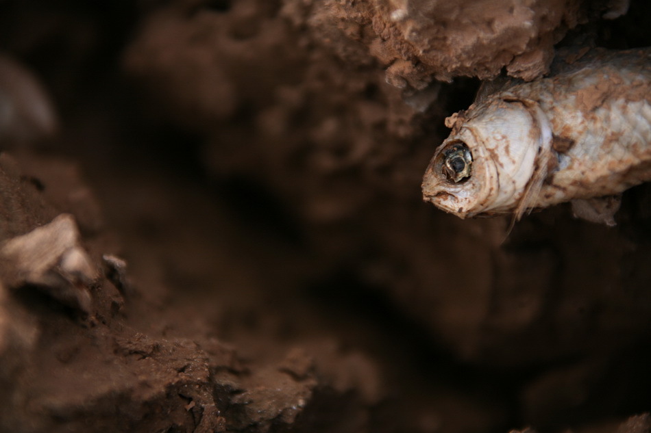 在云南省曲靖市的陆良县,钻在泥土里的鱼张着大嘴拼命呼吸,上丫